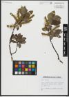 Foto von Salix hastata L.